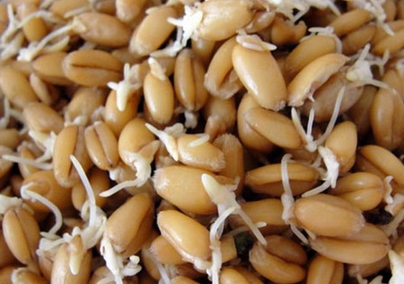 1. Этап. Самогон из пророщенной пшеницы: 1. Зерно промываем, выкладываем на противень толщиной в 2 см. Заливаем теплой водой, чтобы чуть-чуть покрыла зерно, настаиваем при 20 градусах примерно три-четыре дня, пока зерна не проростут. Ждем, пока вырастут ростки примерно на 2 см. вверх.