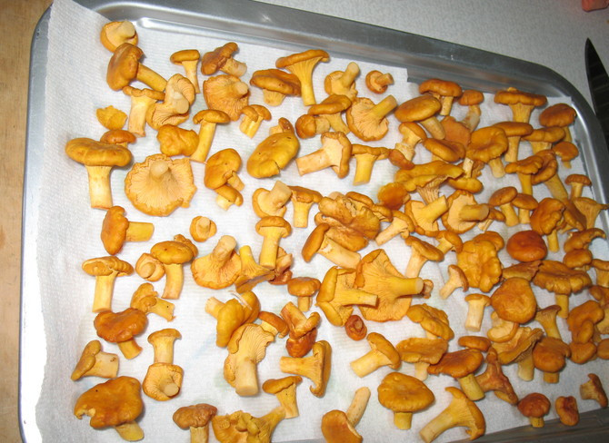 1. Этап. Тортеллини с грибами: Для начала грибы тщательно промываем и очищаем от мусора, затем выкладываем их на бумажные полотенца, чтобы удалить лишнюю влагу.