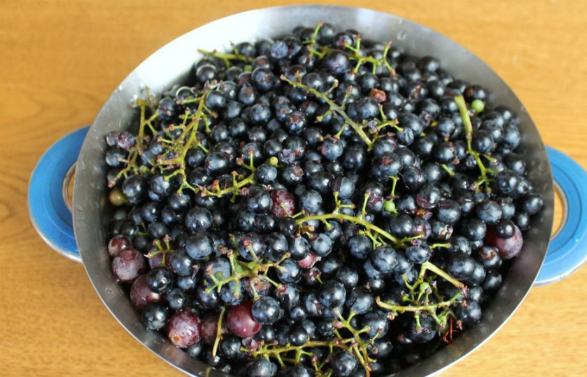 1. Этап. Виноградный сок на зиму в домашних условиях: Виноград моем и кладем в кастрюлю, с грозди не снимаем.