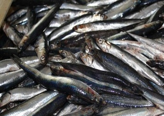 1. Этап. Засолка хамсы: 1. Рыбу выложите в мойку и промойте несколько раз под проточной водой. Обсушите немного.