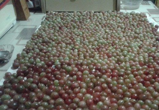 1. Этап. Варенье-желе из крыжовника и смородины: Теперь так же крыжовник. Самая большая потеря времени этот этап. Делала его накануне вечером. Очень долго обрывала все хвостики у них. Оставила на ночь на простыне сушиться.