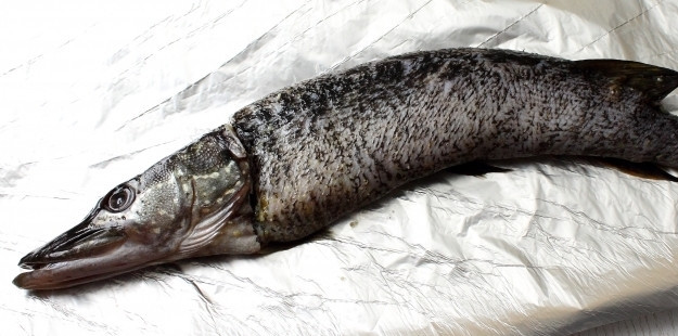 1. Этап. Рыба по-уральски: Смажьте щуку растительным маслом и выложите на фольгу вместе с головой.