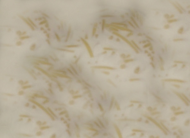 1. Этап. Молочный суп с вермишелью для детей: В кипящее молоко высыпаем вермишель. Варим, как обычно, до готовности. Переваривать тоже не стоит. В общем, все тот же процесс варки, как и в простой воде. Через 5 минут насыпаем сахар и щепотку соли. Для запаха можно положить ванилин. В конце кидаем кусок сливочного масла.