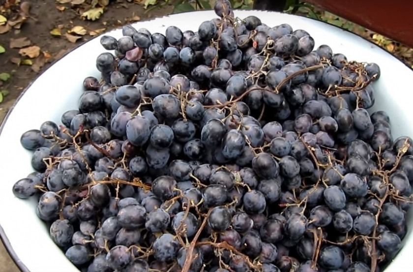 1. Этап. Самогон из винограда в домашних условиях: 1. Сорт винограда 