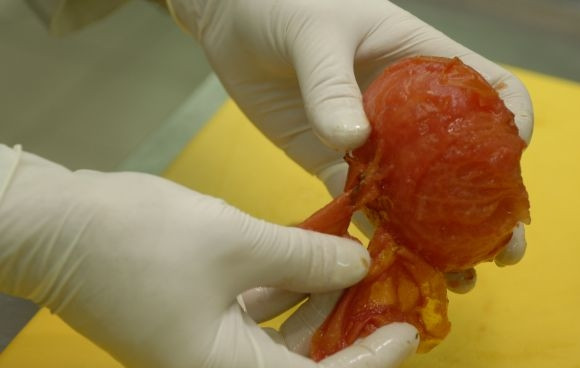 1. Этап. Салат из овощей гриль: Помидор очищаем от кожуры, опустив его в кипяток на полминуты.