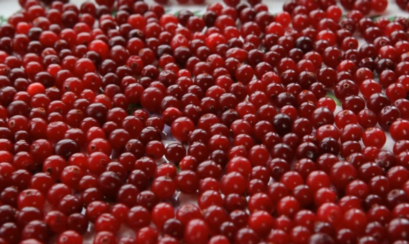 1. Этап. Клюква в сахарной пудре: 1. Промойте и высушите на полотенце клюкву.