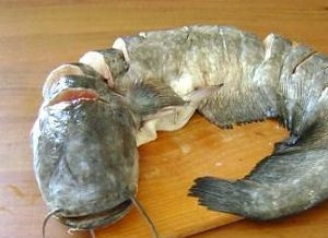 1. Этап. Шашлык из сома: Сома хорошо промываем, затем тщательно просушиваем бумажным полотенцем. Когда сам сухой его легче нарезать. Голову, хвост плавники срезаем (это все пойдет на очень вкусную уху), остальную часть нарезаем на стейки (4-5 см толщиной).