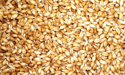 1. Этап. Квас из пшеницы: Пшено поместите в банку и залейте холодной фильтрованной водой и оставьте на сутки.