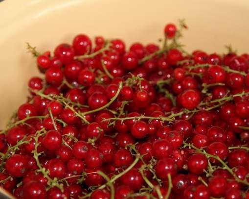 1. Этап. Желе из красной смородины 5-минутка: 1. Ягоды смородины нужно залить холодной водой и оставить на 3-5 минут. Затем промыть и хорошо просушить. При желании можно сразу очистить от веточек, однако это делать вовсе необязательно.