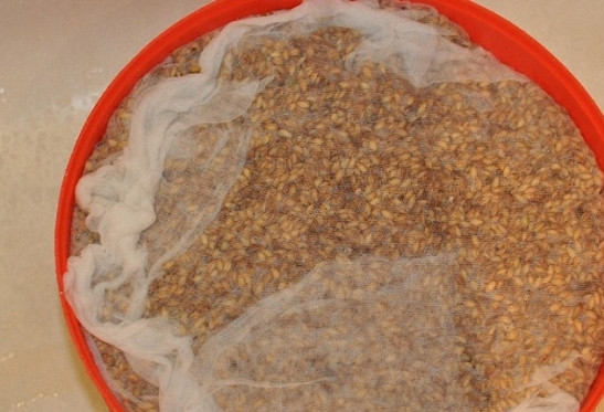 1. Этап. Бражка на пшенице: Далее: пшеница должна прорасти. Залейте ее водой (вода должна хорошо покрывать пшеницу), сверху посыпьте килограммом сахара (можно и полтора). Я накрываю слегка марлей и оставляю дней на 5 (хотя, уже на третий день пшеница может прорости).