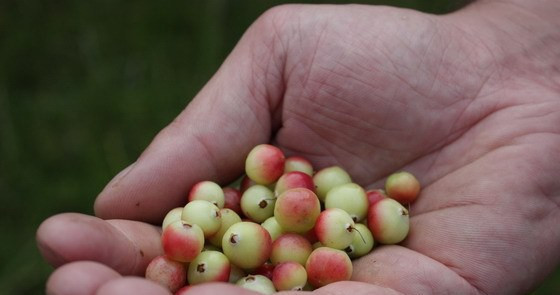 1. Этап. Варенье из зеленой клюквы с айвой: 3. Увариваем до густого состояния, пробуем на сахар. И теперь добавим ягодки зеленой клюквы по вкусу, они очень кислые, не переборщите!