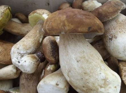 1. Этап. Классический грибной суп: Грибы в суп мы можем добавлять любые. Если у вас сухие, их надо замочить, а если свежие - то очистить, помыть и отварить. У меня белые свежие грибы, и их я, очищенные, кидаю в кипящую воду на 10 минут, а потом промываю под проточной водой.