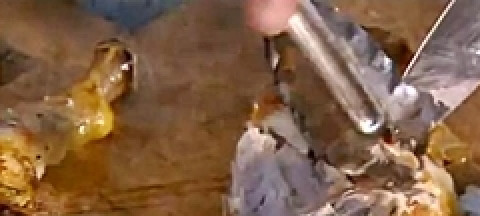 1. Этап. Салат Цезарь от Джейми Оливера: Куриное мясо отделить от костей при помощи двух вилок, а затем небрежно порубить ножом вместе с гренками и беконом.