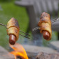 Campfire Pigs In A Blanket