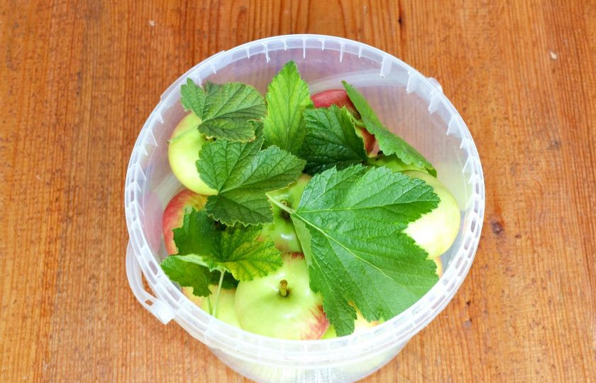 1. Этап. Моченые яблоки с медом: И сверху оставшиеся листочки.