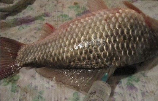 1. Этап. Карась горячего копчения: 1. Рыбку вымойте как следует под проточной водой. Можно ее и не потрошить, чтобы сэкономить время. Для приготовления рассола соедините соль и воду, тщательно перемешайте, чтобы соль хорошо растворилась. С помощью шприца введите рассол в рыбку, равномерно распределяя.