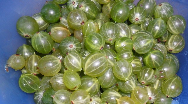 1. Этап. Аджика из крыжовника на зиму: 1. Крыжовник тщательно моем, чистим от остатков плодоножек, веточек, мелкого мусора и т.д.