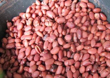 1. Этап. Тушеная красная фасоль: Замочите фасоль с вечера в холодной воде, чтоб она как следует набухла. Тогда в процессе приготовления она сварится намного быстрее. Для блюда подойдет и обычная белая фасоль, но именно красная придаст ему такую яркость и насыщенный цвет.