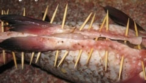 1. Этап. Лещ с грибами: 7. Чтобы начинка не выпадала из рыбки, разрез нужно закрепить зубочистками.