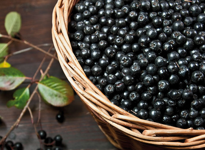 1. Этап. Вино из рябины: 1. Первое, на что хотелось бы обратить ваше внимание: ягоды предварительно мыть не нужно, иначе вино из рябины в домашних условиях будет плохо бродить.