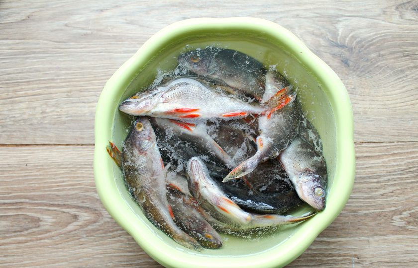 1. Этап. Таранка из окуня: Рыбу промойте под проточной водой и замочите на 2 часа в холодной воде. Воду слейте и замочите еще на час в воде с добавлением уксуса. На 10 литров воды понадобится 50 миллилитров 9% уксуса.