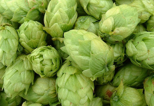 1. Этап. Самогон из мёда: Когда пена на поверхности перестанет появляться, добавить в воду хмель и пряности — мускатный орех и корицу. Снять горячую смесь с огня, накрыть крышкой и оставить для охлаждения до 29-30 градусов. Кстати, хмель лучше брать в аптеке или можно на базаре.