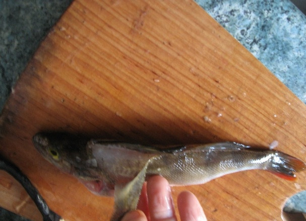 1. Этап. Жареный окунь: Теперь необходимо аккуратно поддеть кожицу у головы рыбы и потянуть вниз к хвосту.