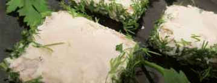 1. Этап. Бутерброды в виде божьей коровки: Хлеб намажьте маслом сырным и обсыпьте зеленью.