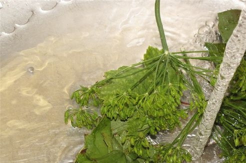 1. Этап. Маринованные корнишоны: Огурцы хорошо промойте и обсушите. Листья смородины и вишни, зонтики укропа тоже помойте, просушите.