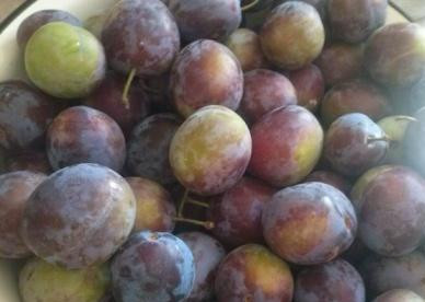 1. Этап. Сливовое варенье на скорую руку: 1. Сливы для этого варенья нужно взять средней спелости. Я предпочитаю сладкие сорта. Тщательно моем фрукты и даем воде стечь.