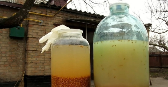 1. Этап. Брага на пророщенной пшенице: 2. Добавьте 1,3 кг сахара и 6 литров воды, поставьте эту смесь теперь под гидрозатвор. Периодически помешивайте и лишь после десятого дня, когда зерна отделятся от жидкости, можно напиток отцедить и два-три раза перегнать эту брагу.