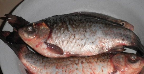 1. Этап. Карась в духовке с картошкой: Первым делом нам необходимо очистить рыбу от чешую, выпотрошить и отрезать жабры, так как они дают горечь. Когда рыба очищена, мы тщательно моем ее под холодной водой.