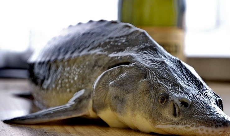 1. Этап. Стерлядь в шампанском: Итак, для начала нам необходимо выпотрошить рыбу, отрезать голову и хвост. Нагреть в кастрюле воду и облить тушку рыбы кипятком, это позволит нам без труда удалить чешую. Теперь при помощи ножа счищаем мелкие чешуйки, а крупные отрываем. Когда стерлядь очищена, промываем ее под холодной водой и разрезаем на довольно крупные порционные куски.