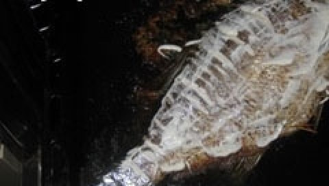 1. Этап. Лещ с грибами: 10. Всё готово для запекания. На заранее разогретый противень, который смазан растительным маслом, перекладываю леща и ставлю в духовку. Запекать нужно около 30 минут при температуре 180 градусов. По истечению 30 минут нужно рыбку смазать майонезом и оставить запекаться ещё на 10 минут.