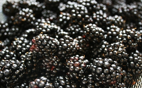 1. Этап. Заготовка варенья из ежевики на зиму: Выложите ягоды в дуршлаг (или мелкое сито) и промойте под проточной водой, затем оставьте на некоторое время для стекания воды.