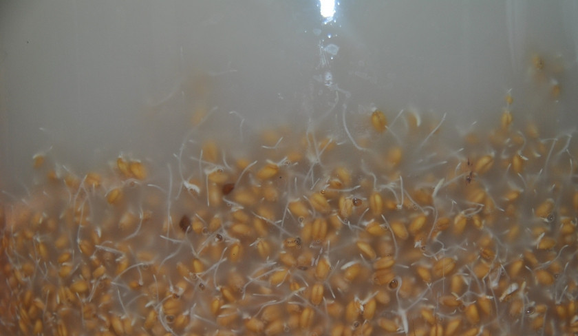 1. Этап. Самогон на пшенице: 2. Для браги в сорокалитровую кастрюлю добавим родниковую воду и сахарный раствор (растворим сахар в кипятке, этот сироп и вливаем). Когда температура воды будет 30 градусов, добавим солод из первого шага и разведенные дрожжи. Установим сверху гидрозатвор.