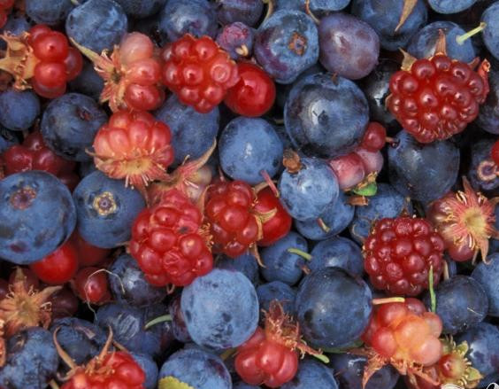 1. Этап. Холодный ягодный суп: 1. Вы можете брать любую смесь из ягод или 1 вид замороженных ягод по желанию – малину, ежевику, чернику, клубнику, шелковицу и т.п. Размораживать ягоды не нужно – они отправляются в блендер прямо из морозильной камеры.