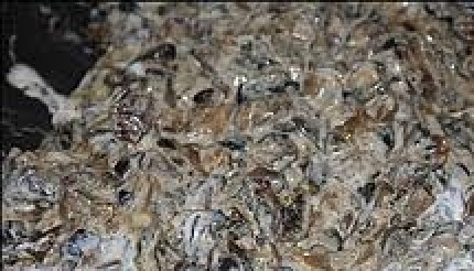 1. Этап. Пирог с опятами: 5. Обжаренный лук добавляем в сковороду к грибам. Туда же вливаем сметану, солим, перчим. Тщательно все перемешиваем и оставляем томиться на медленном огне примерно 10 минут.