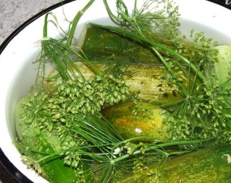 1. Этап. Малосольные огурцы: 3. На дно кастрюли или банки, в которой будем засаливать огурцы, выкладываем часть подготовленного чеснока, хрена и укропа. Сверху выкладываем один слой огурцов, затем процедуру повторяем. Таким образом выкладываем все огурцы, чередуя их с зеленью и чесноком.