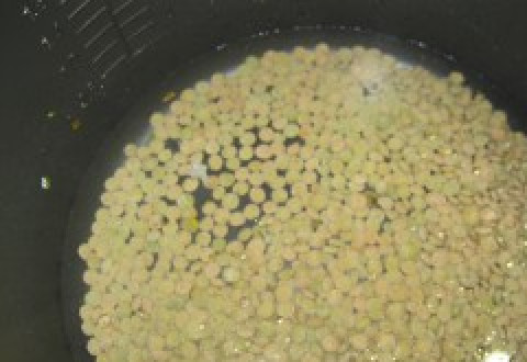 1. Этап. Плов с чечевицей и рисом: Выкладываем в чашу промытую чечевицу, заливаем водой (на 0,5 стакана чечевицы - 1 стакан воды). Готовим в режиме 