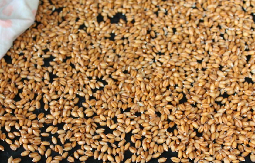 1. Этап. Салат с ростками пшеницы: Через 12 часов проклюнутся ростки.