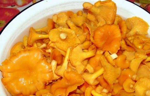 1. Этап. Котлеты из лисичек: Лисички промойте как следует.