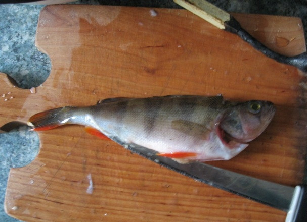 1. Этап. Жареный окунь: Делаем так же два надреза вдоль хвостового плавника.