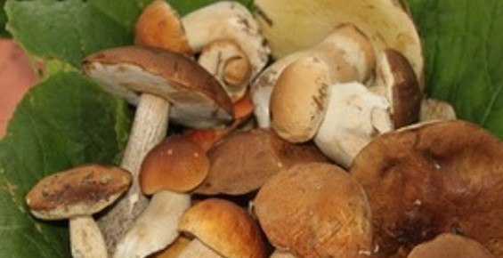 1. Этап. Маринованные белые грибы с корицей: 1. Отбираем самые лучшие грибы. Можете брать их любого размера. Крупные лучше нарезать на 4-6 частей, а маленькие оставьте такими.