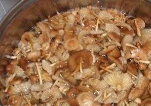 1. Этап. Пирог с опятами: 1. Опята размораживаем и варим 20 минут на слабом огне. Если грибы покажутся Вам слишком крупными для пирога, можете их нарезать кусочками.