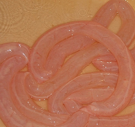 1. Этап. Купаты из кальмаров: 1. Необходимо очень тщательно очистить кишки (или купить очищенные и промытые). Замачиваем их в воде на 20-30 минут. Если кишки сухие, перед приготовлением необходимо замочить их в воде на 2 часа.