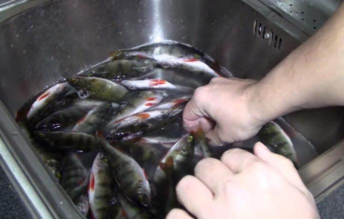 1. Этап. Окунь в коптильне: На следующий день просоленную рыбу хорошо промойте.