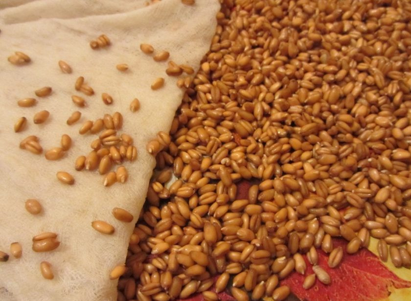 1. Этап. Пшеница: Влейте немного воды. Оставьте пшеницу на 12-16 часов тёплом месте.