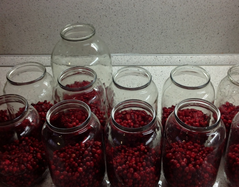 1. Этап. Компот из брусники на зиму: Далее раскладываем ягоды по банкам, они должны занимать примерно 1/3-2/3 объема банки.
