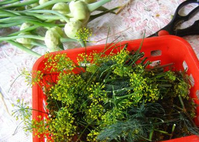 1. Этап. Огурцы Теща и зятек: В одной кастрюле поставьте воду с сахаром и солью (это будет рассол). В большей кастрюле — простую воду. Помойте хрен и укроп. Чеснок почистите. Прокипятите крышки.